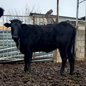 CORNY PIÝISTYR TÜWE