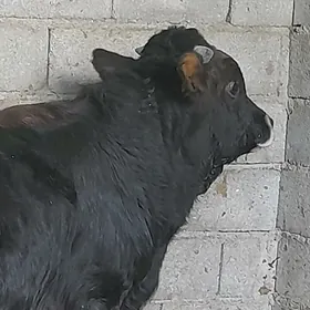 ÖKIZ ARASA ŞIWES TOHUM