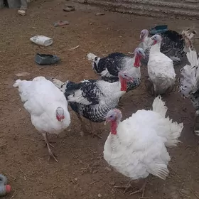 Urkacy we erkek induk