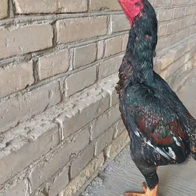 Байцовые  Хораз