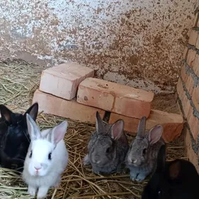 towsan кролики