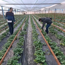 Parnik (теплица)