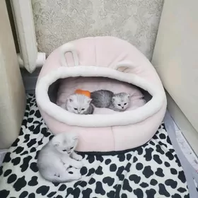 котёнки, pishijekler