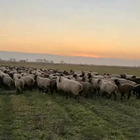 Aksiỳa goỳun hem geçi