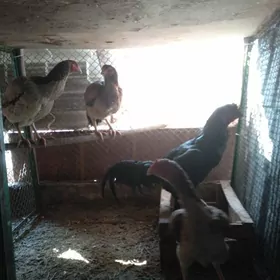 Taşgent Horaz Mäki.