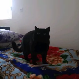 Owadan gara britan pişigi