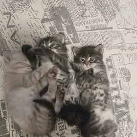 Сибирские котята