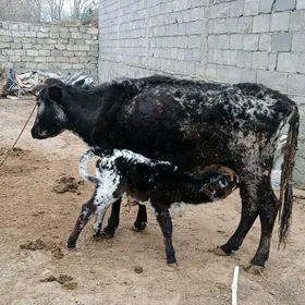 гогегсугуя