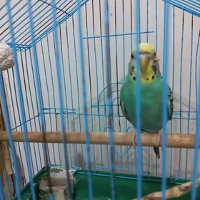 попугай guş popugaý