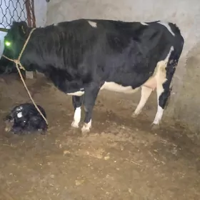 ÇORNY PYŸOSDYR SYGYR