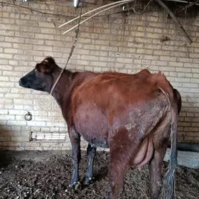 бурлат голели сыгыр