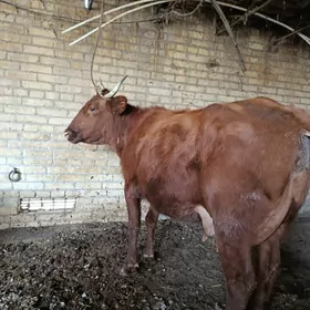 голели сыгыр