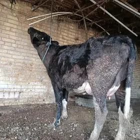 срочно пийостур голели сыгыр