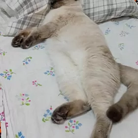 сиямиски парода оглан пишик