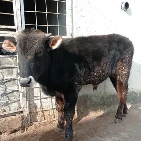 Arassa swes tohum okuz