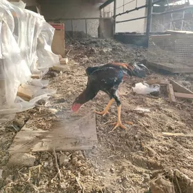 horaz mäki jüjeler