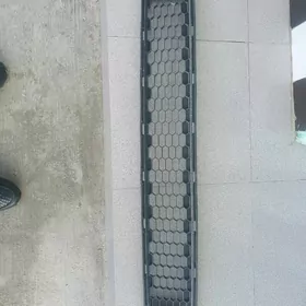 sienna rasotka abelsowka siyen