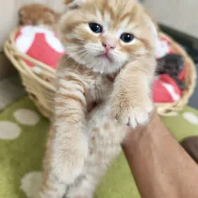 Şotlandski yatyk gulak.