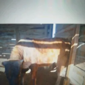 Gacar okuz. 1yas ikisem