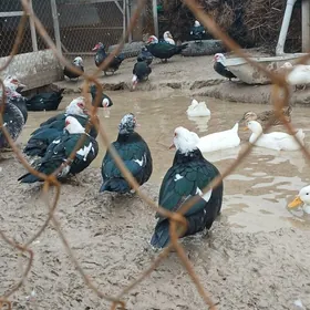 ordek yumrtga durat yasylbas