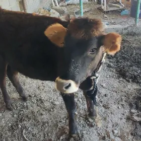 tuwe bakyda duran 1 yas