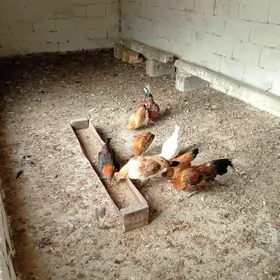 карлик товук хораз.