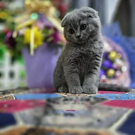 satlanski pisijekler