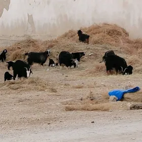 Guzuly goyun awlakly geci