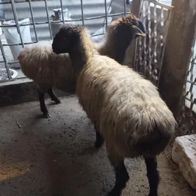 Gysyr goýun işşek