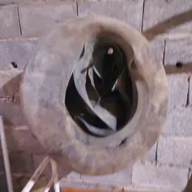 Kamyr Камыр Forland Canter