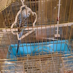 Popugay/попугай