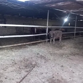 göleli sygyrlar / öküzler