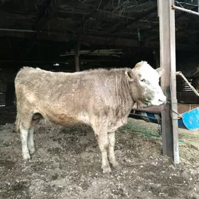 SİMENTAL. ÖKUZ. WE. UNAJYN