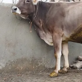 Şiwit Süÿytlek sygyr