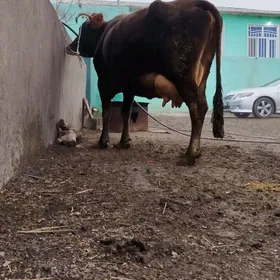 Şiwit Gölely sygyr