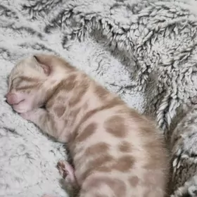 снежные бенгалы