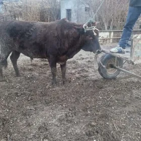 kara okuz gyzyl okuz