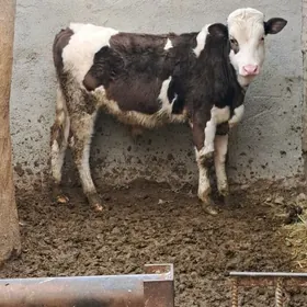 okuz arassa simental