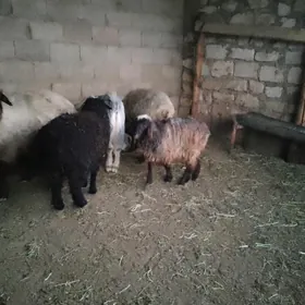 Guzuly goýun we tokly