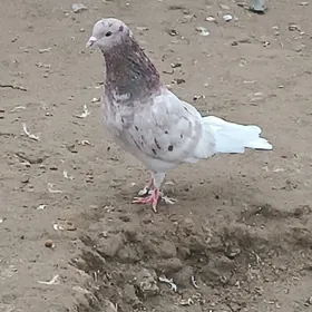 kepderi кепдери