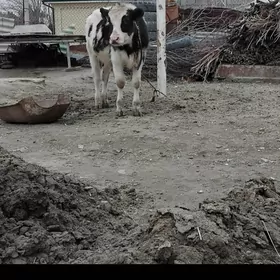 OKÜZ ARASSA GALIȘTEY OZI