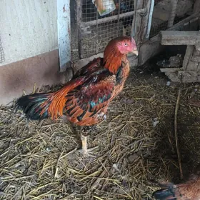 байсов джудже