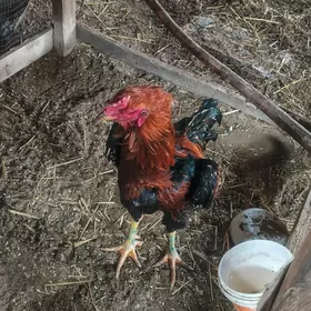 байсов хораз