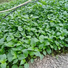 Balgariski nahal Lastoçka