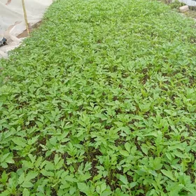 Almiya Pamidor Nahal