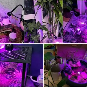 ультра фиолетовый лампа