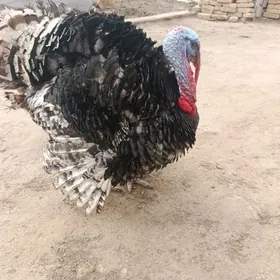 индюк канадский.бронза