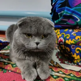 Şotland pisik, tohum