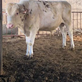 arginal simental öküz