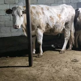 Sìmmental sygyr we gibirit